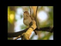 Suara Burung Common Nightingaile Untuk Masteran Mp3 - Mp4 Download