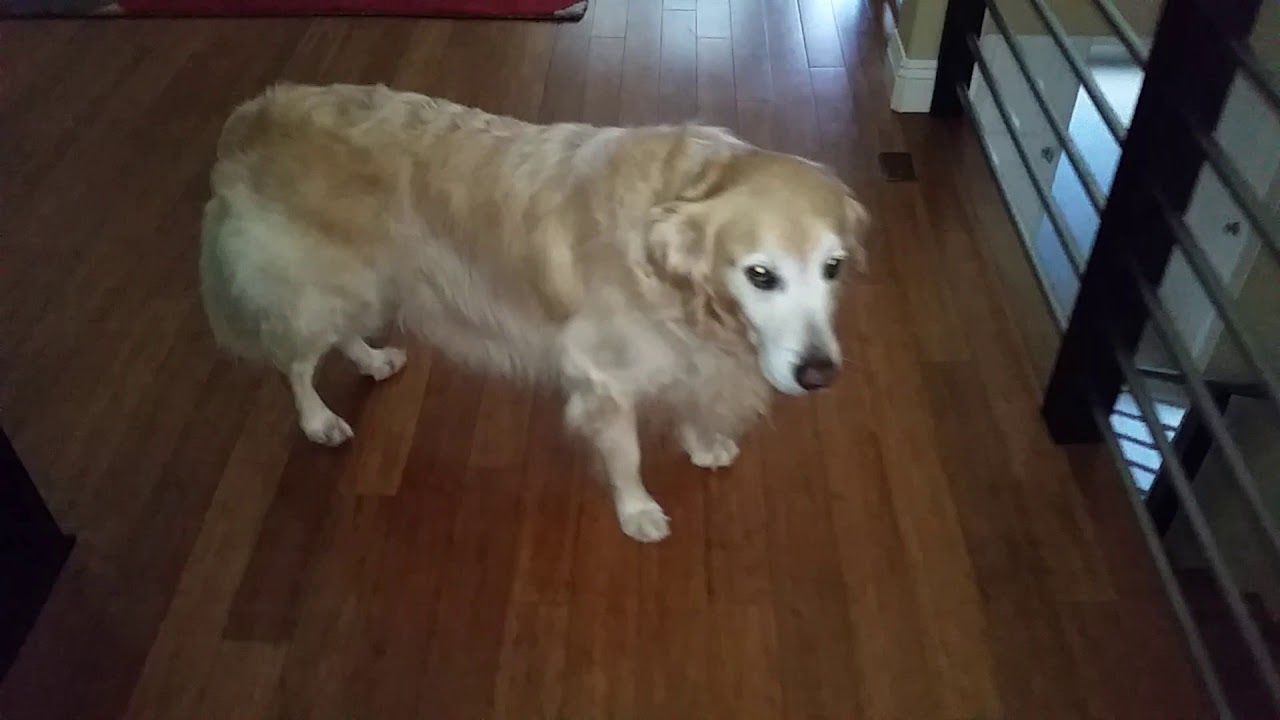 Sleepy Dog Doesn't Like the New Robot Vacuum Cleaner - Ecovacs Deebot N79S