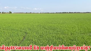 តើស្រូវ85(IR504)គេបាចជី និង បាញ់ថ្នាំចាប់ពីស្រូវមានអាយុប៉ុន្មានថ្ងៃ? ប៉ុន្មានដង ហើយអ្វីខ្លះ?