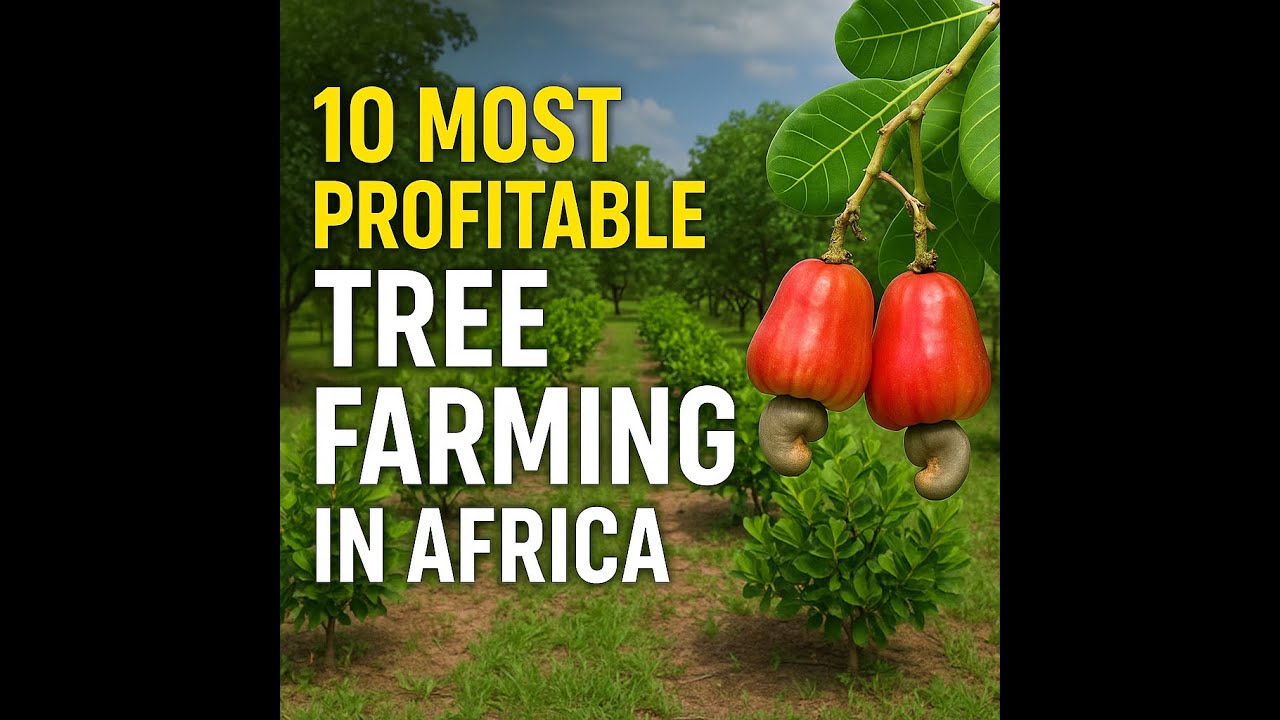 10 Most Profitable Tree Farming Opportunities in Africa | Best Trees to ...