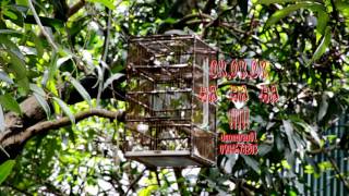 Đẳng Cấp Bẫy Chim Rẻ Quạt 7 2017