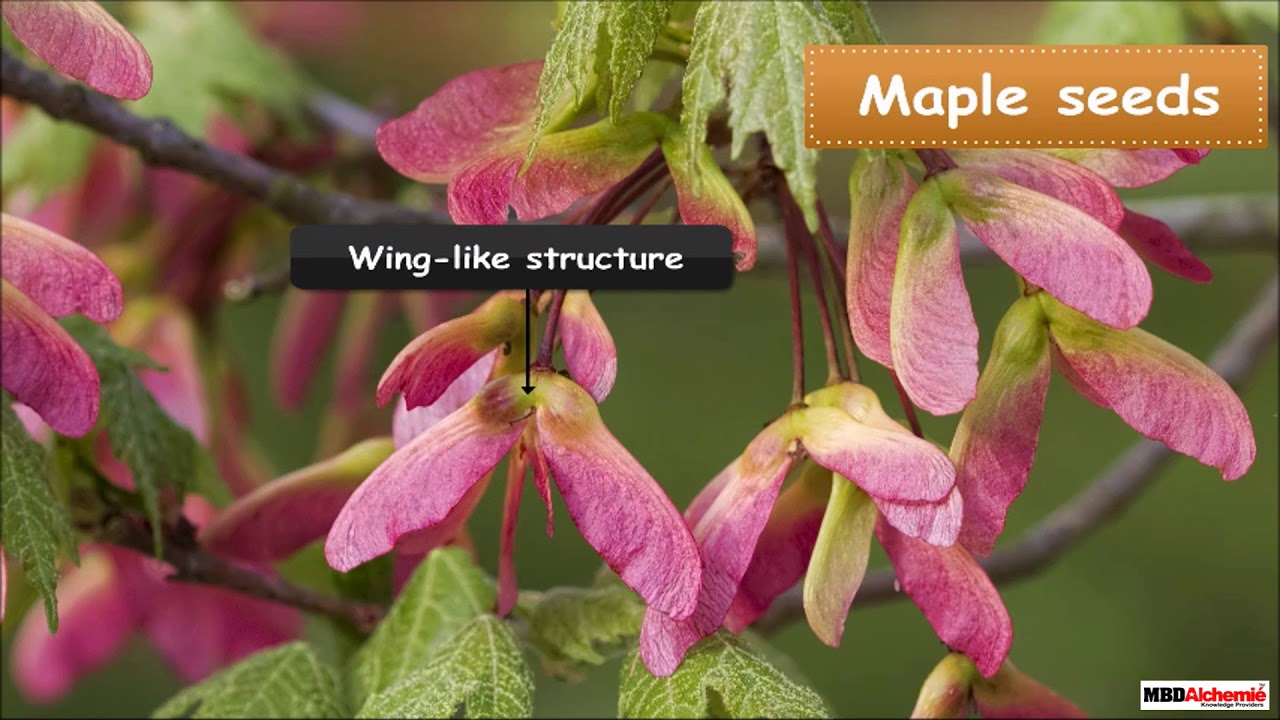 Dispersal of Seeds YouTube