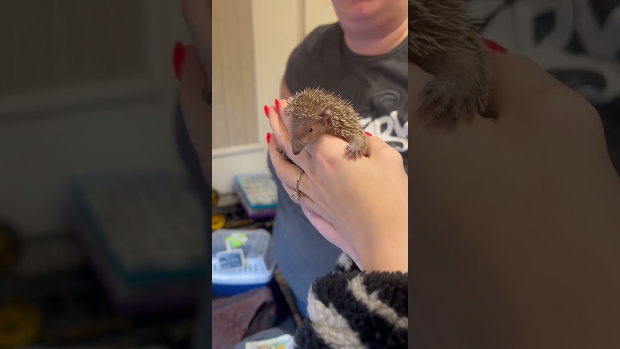 Squeak, the Baby Tenrec Needs a New Home!
