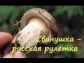 Свинушка - это русская рулетка.