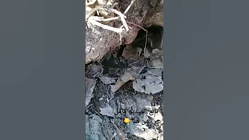 من فيديو اقرا هذه الآيات للكشف والحفر تابع الفيديو كامل 