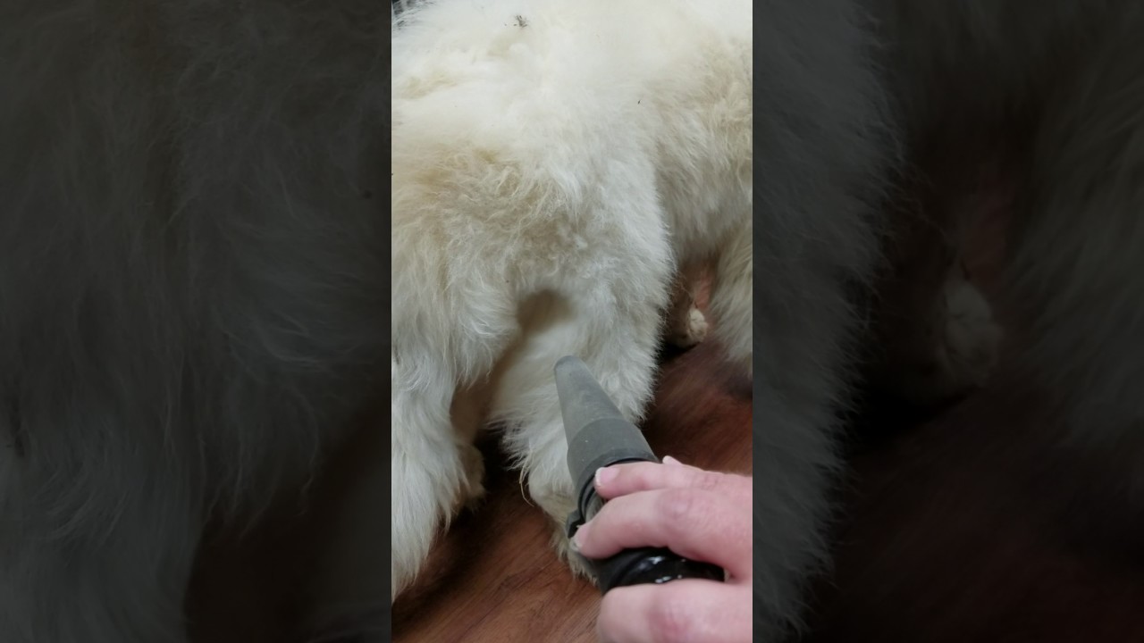 Livestock Guardian Dog Preshed Blow Out