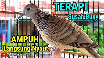 Perkutut lokal gacor Suara Besar Pancingan Perkutut Paling Ampuh Langsung GACOR #perkututlokalgacor