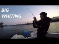 Big Gold Coast Whiting Session! (Almost 30 legal fish)