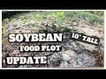 Soybean Food Plot Update | Como Va El Frijol Soja
