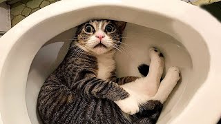 New Funniest Cats And Dogs Videos  Best Of The 2024 Funny Animal Videos   Cutest Animals Ever