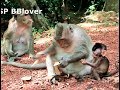 How Do Momi Monkey Do Eat Seed Must Hygien - BBlover 66