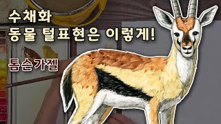 [FineArtLab]톰슨가젤 수채화/쉽고 예쁜 수채화/동물수채화/동물그리는법