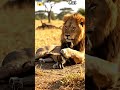Jungle ka Raja vs Chhoti si Cat 😼🦁 | Unexpected Face-Off!