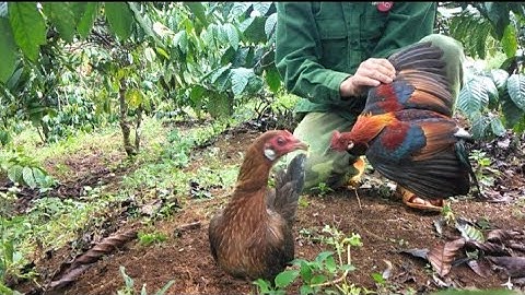 bẫy gà rừng mới nhất. 4/12/2022- 2023