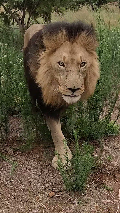 Lion Greets and ROARS! #lion #cat #animals