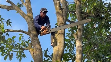 Hai anh thợ cưa cây xoài nghiêng vào nhà , Nhiều dây điện . Cưa cây kỷ thuật cao .