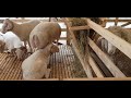 Всероссийская выставка овец и коз 2021 года Минеральные воды.