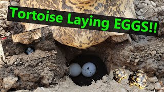 Leopard Tortoise Laying a Few Eggs. (TINY girl)