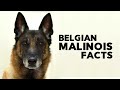 Belgian Malinois - Everything You Need to Know