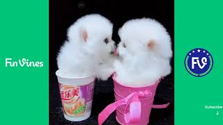 Funny Pet Videos Compilation P13