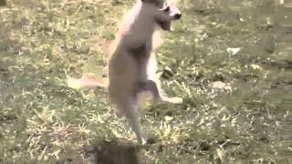 Retarded Walking Dog