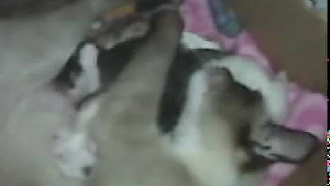 Watch the video about 2 minutes of newborn siamese kittens