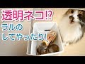 ﾐｰｱｷｬｯﾄ&ﾒｲﾝｸｰﾝ　ヒメちゃん透明ネコの巻‥からの ラルのしてやったり (ΦvΦ)ぅひひ