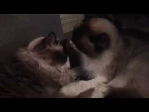 Ragdoll cat Dushi washing his brother Minos