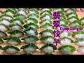 【Jade Dumpling】香椿馅的翡翠饺子, 健康菠菜汁大水饺 -Creative Dumpling Recipe, Healthy Dumplings