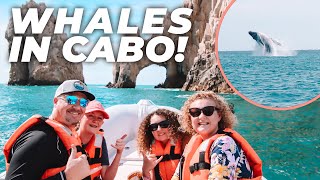 Amazing Whale Watch Cruise in Cabo! Day 3 of Our Family Trip to Cabo San Lucas