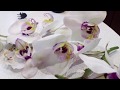 Ошибки при пересадки орхидей, или как я нашла к ним подход))))