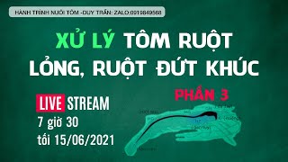 CHIA SẺ KINH NGHIỆM NUÔI TÔM - RUỘT TÔM LỎNG, ĐỨT KHÚC DO GAN TỤY KÉM (PHẦN3) I HÀNH TRÌNH NUÔI TÔM