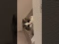 #cat #dance #viral #funny #kesfet #cute #ai #kitten #art #fcbayern #23Nisan #Ankara #cats #ai #miyav