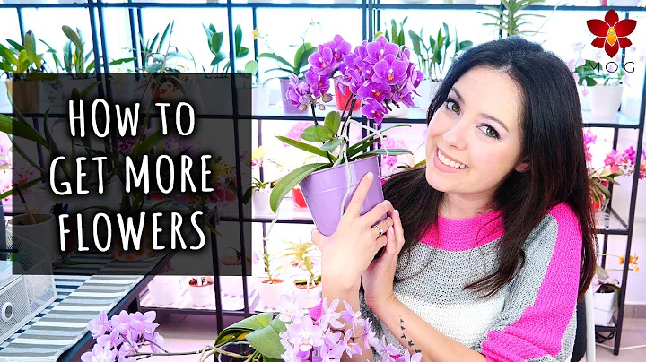 How to make Phalaenopsis Orchids have more flowers! - Orchid Care for Beginners - DayDayNews