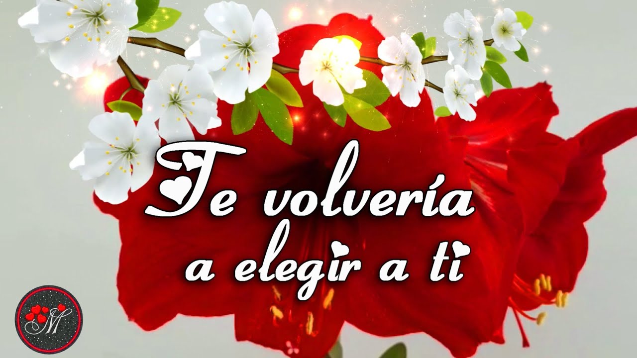 TE VOLVERÍA A ELEGIR ️ Un lindo mensaje de amor para ti ️ Te Amo YouTube