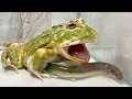 WARNING LIVE FEEDING! ! The Green Pacman frog eats Loach.