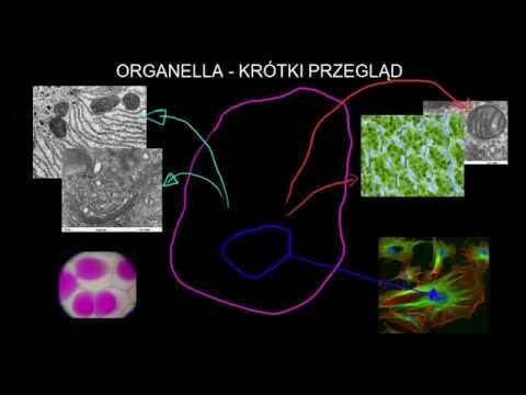 Wideo: Czym jest 16 organelli?