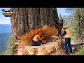 Extreme Chainsaw Skills Extreme Dangerous Fastest Big Chainsaw Cutting Tree Machines