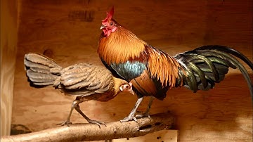 Qaib Qus Txuam Tsoov Qua Zoo Heev Cais Rau Poj Qaib Qus Naab 1 | Red Jungle Fowl Hybrid