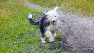 Grooming an Old English Sheepdog: TimeLapse Tutorial