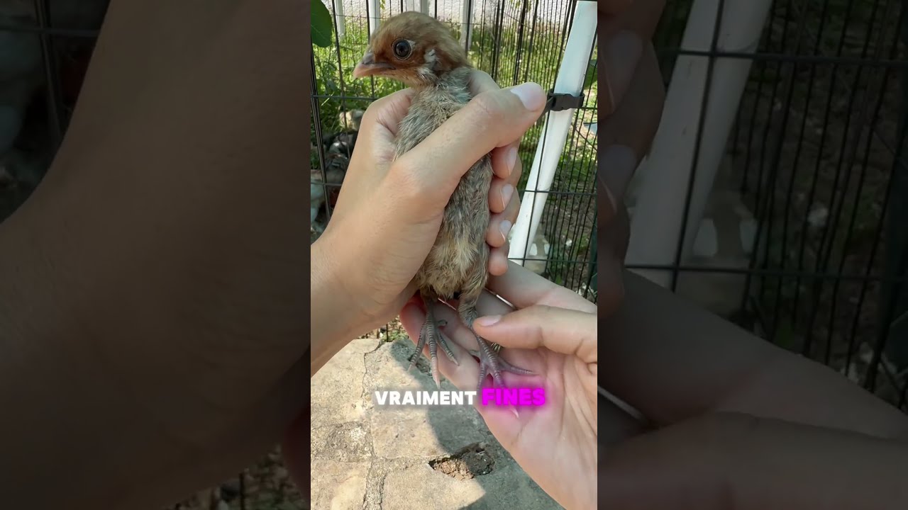 Pablo Est Une Fille Comment Savoir Si C Ou Un Gar On Poussin Chicken Pets