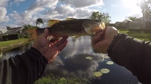 Catching Bass with Bare hands