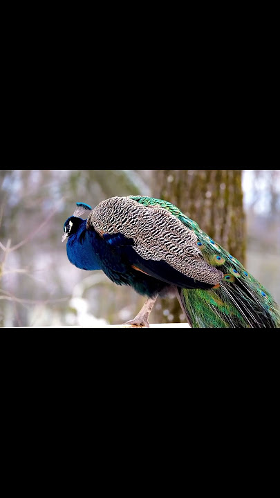Why Peafowl Are the Most Extra Birds