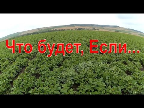 Video: Соя бир күндө канча кургайт?