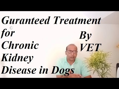 treatment-of-chronic-kidney-disease-in-dogs-||vet-for-pet||