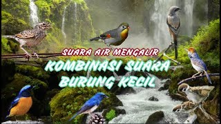 Terapi Burung Stres | Kombinasi Suara Burung Kecil terapi air untuk burung