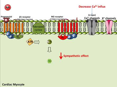 Wideo: Propranolol - Instrukcje, Zastosowanie, Analogi