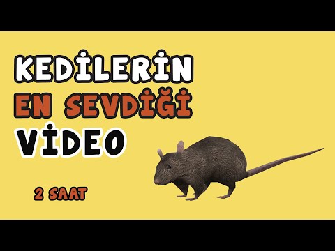 Kedi Oyunu 24 - Fare Yakalama 2 Saat | Kedilerin İzlemesi İçin Eğlenceli Fare Yakalama Videosu