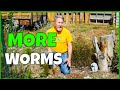 How to attract earthworms to the garden