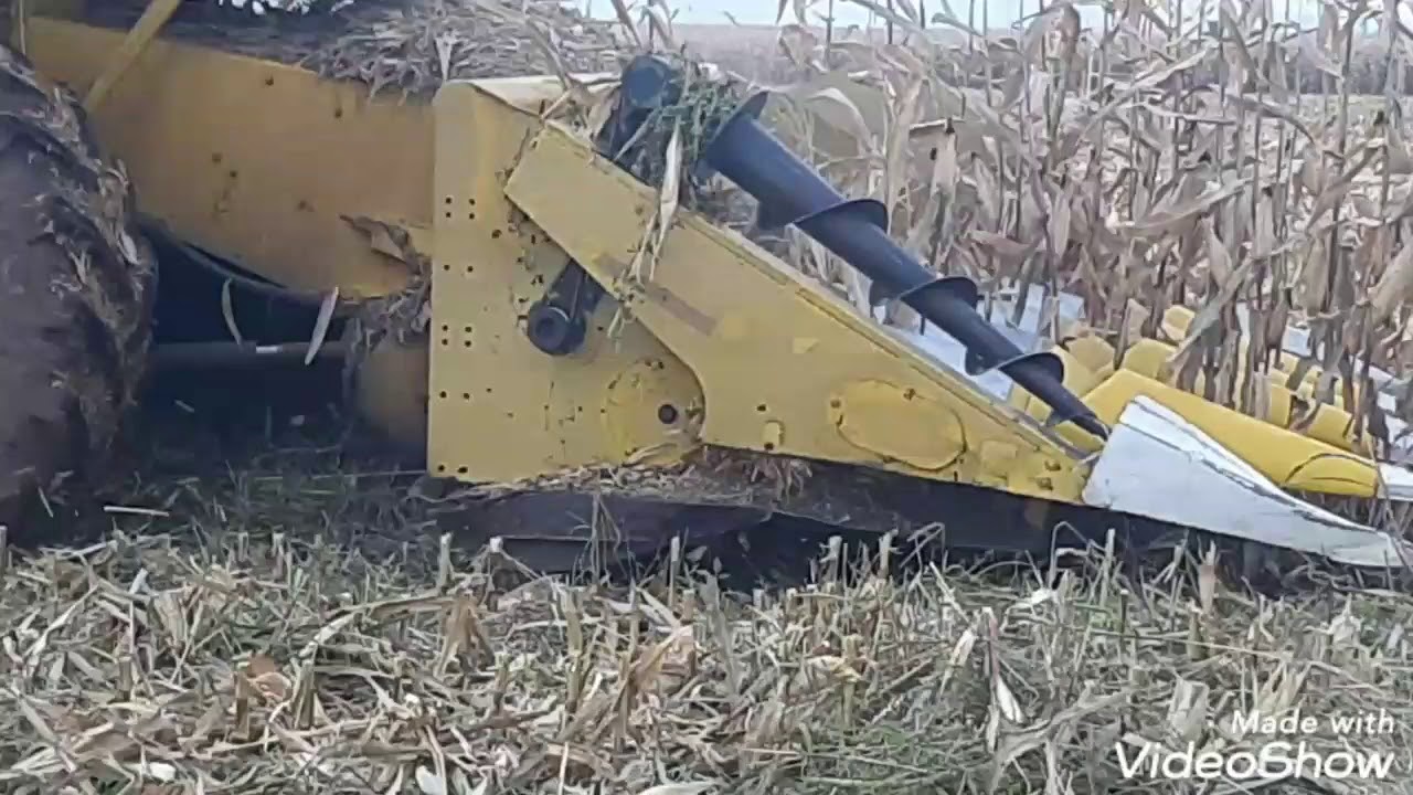 حصاد محصول الذره الصفراء في تركيا